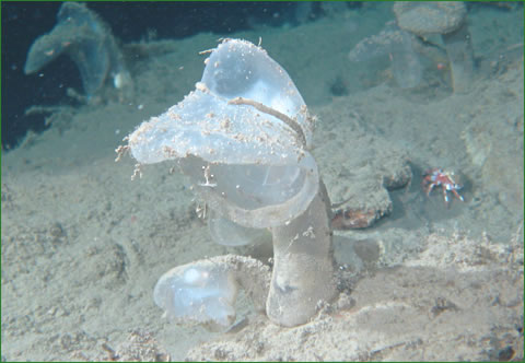 ウエディングドレスな深海生物