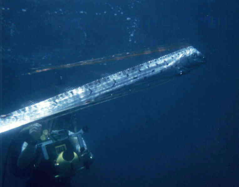 リュウグウノツカイ Deep Blue Residents 深海魚 深海生物 神秘の世界